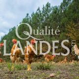 Poulets Fermiers des Landes Jaunes IGP - Label Rouge