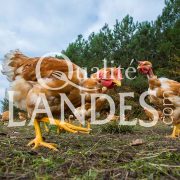 Poulets Fermiers des Landes Jaunes IGP - Label Rouge