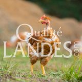 Poulets Fermiers des Landes Jaunes IGP - Label Rouge